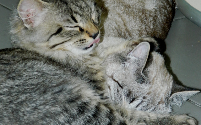 Two cats sleeping jigsaw animal free wallpaper - medium preview image