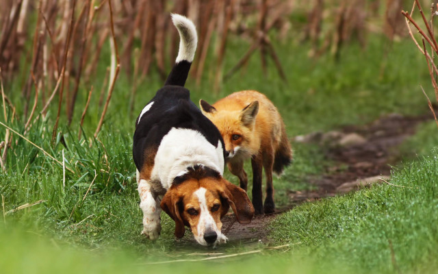 Dogs walking grass sniffing bamboo free wallpaper - medium preview image