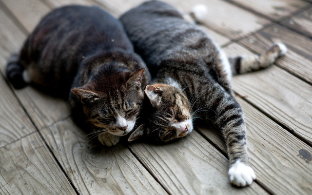 Two cats wooden floor blurry free wallpaper - medium preview image
