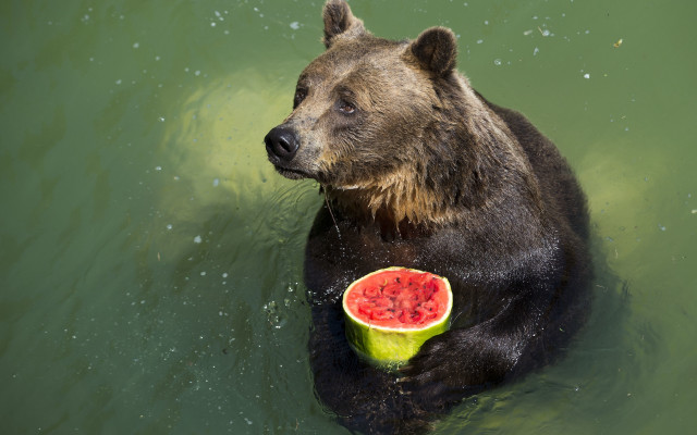 Bear watermelon summer ecological art free wallpaper - medium preview image