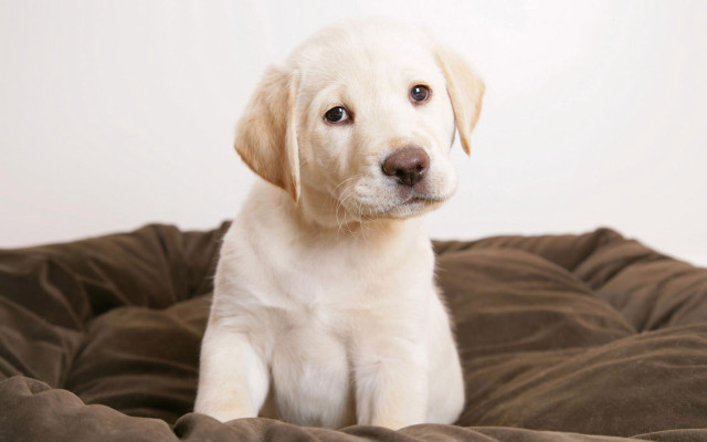 White puppy brown blanket sad free wallpaper - medium preview image