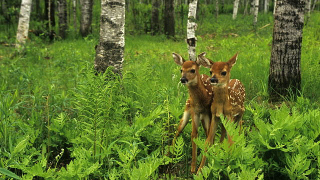 Deer grassy woods spring nature free wallpaper - medium preview image