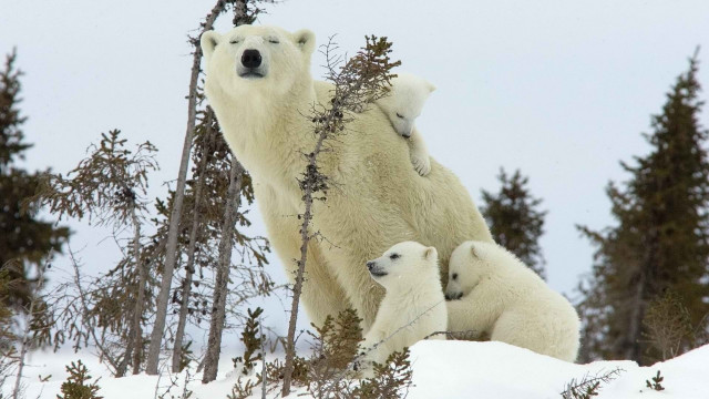 Polar bear cubs snow forest free wallpaper - medium preview image