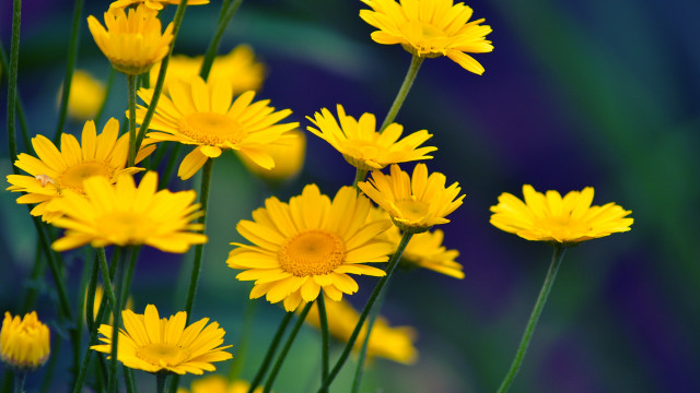 Yellow flowers vase table blue #2 free wallpaper - medium preview image