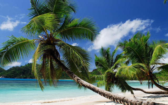 Palm tree beach mountain clouds free wallpaper - medium preview image