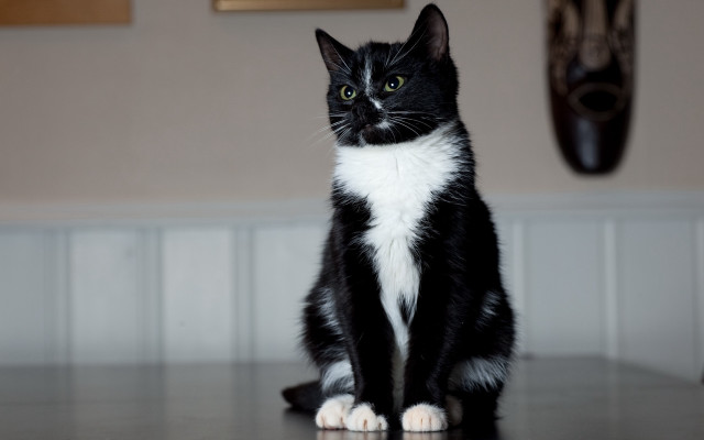 Black cat tile floor yellow free wallpaper - medium preview image