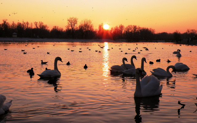 Swans dusk reflection beach sunset free wallpaper - medium preview image