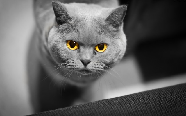 Black cat yellow eyes looking #2 free wallpaper - medium preview image