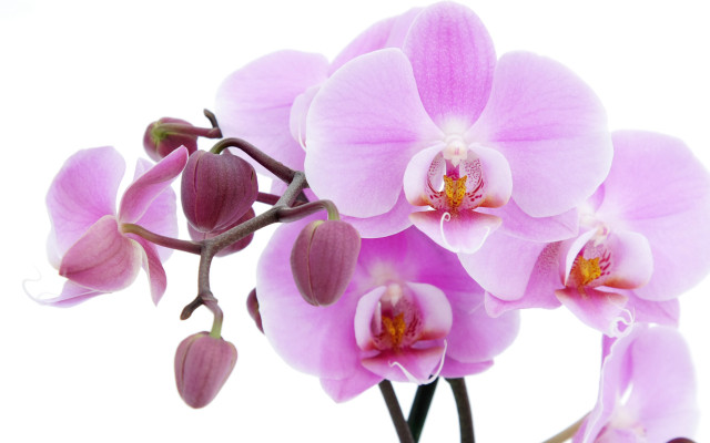 Pink flower white background berries free wallpaper - medium preview image