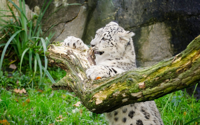 Snow leopard cub playful log free wallpaper - medium preview image