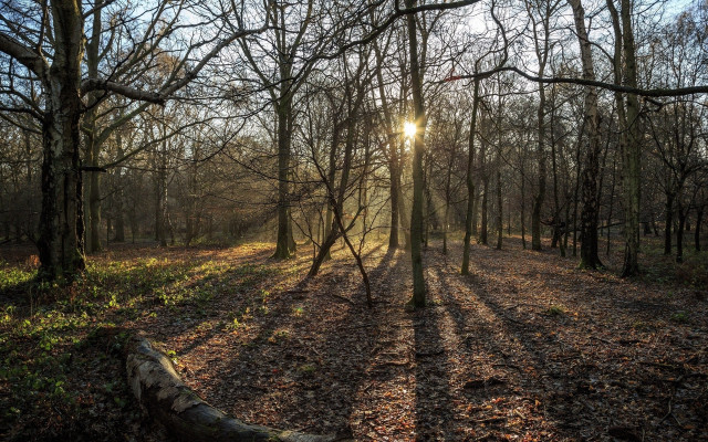 Sunbeam forest log fence city free wallpaper - medium preview image