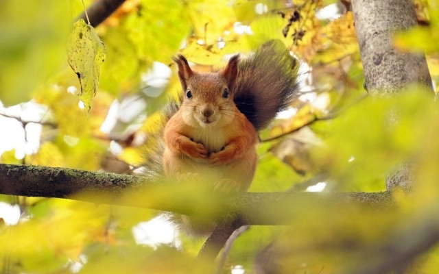 Squirrel autumn 3d puzzle animals free wallpaper - medium preview image