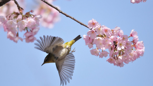 Bird flying cherry blossoms blue free wallpaper - medium preview image