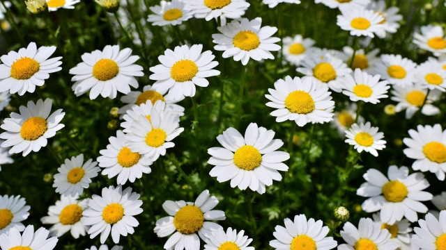 Flower field bouquet yellow petals free wallpaper - medium preview image