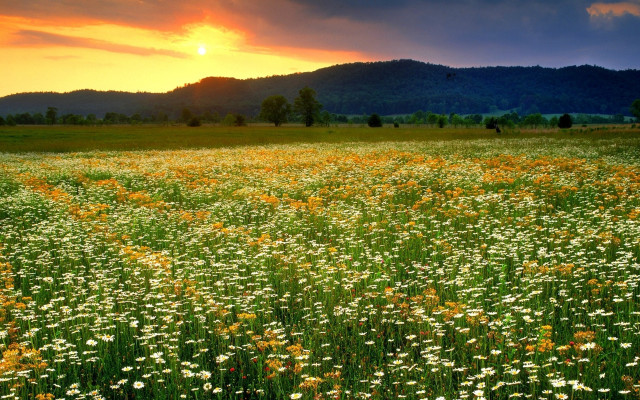 Flower field sunset mountains clouds #2 free wallpaper - medium preview image