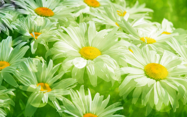 White yellow flower field macro #4 free wallpaper - medium preview image