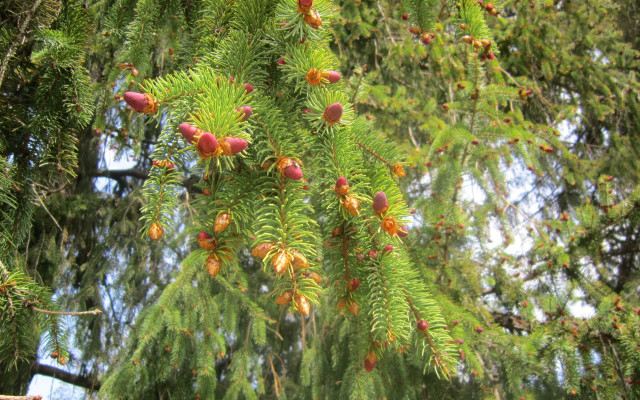 Christmas berry tree nature garden free wallpaper - medium preview image