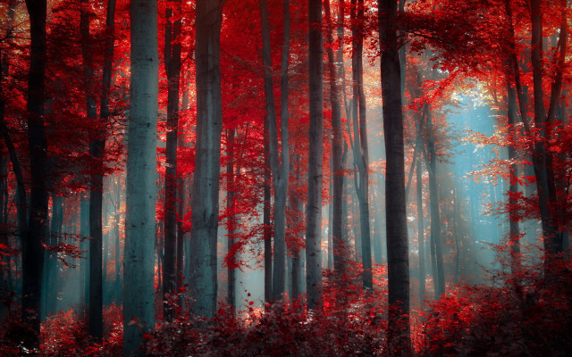 Forest blood red leaves autumn free wallpaper - medium preview image