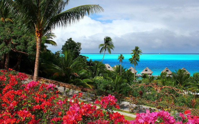 Tropical resort ocean palm flowers free wallpaper - medium preview image