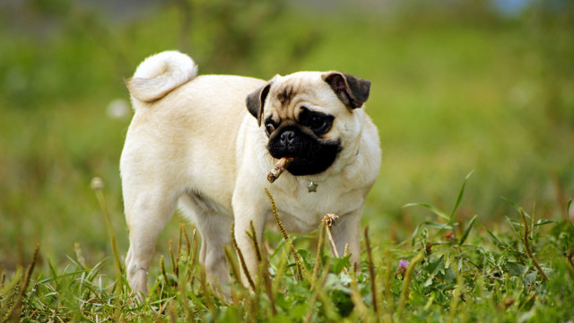 Pug dog field grass stick #2 free wallpaper - medium preview image