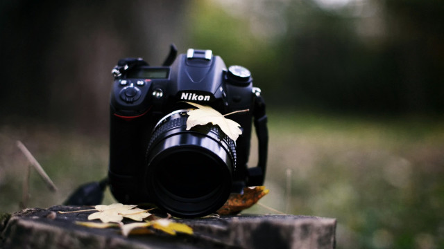 Camera stump woods leaves macro free wallpaper - medium preview image
