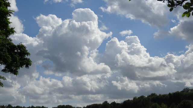 Field trees clouds cows mountain free wallpaper - medium preview image
