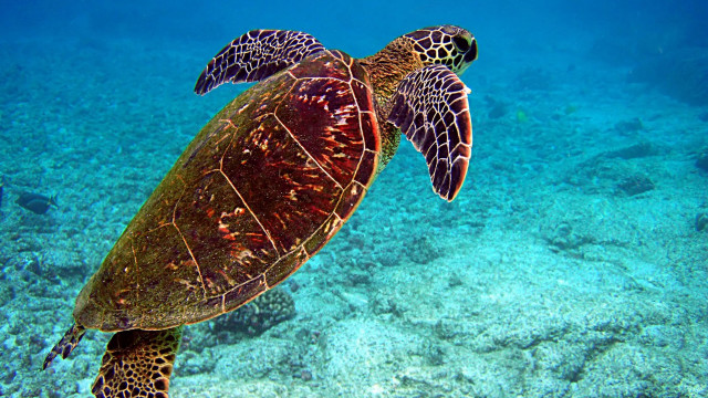 Turtle ocean coral fish nature free wallpaper - medium preview image