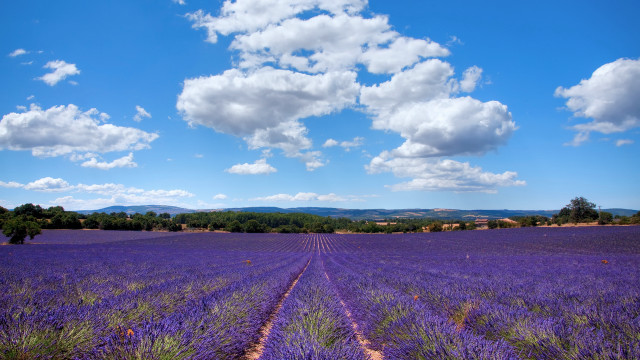 Lavender field blue sky dirt free wallpaper - medium preview image