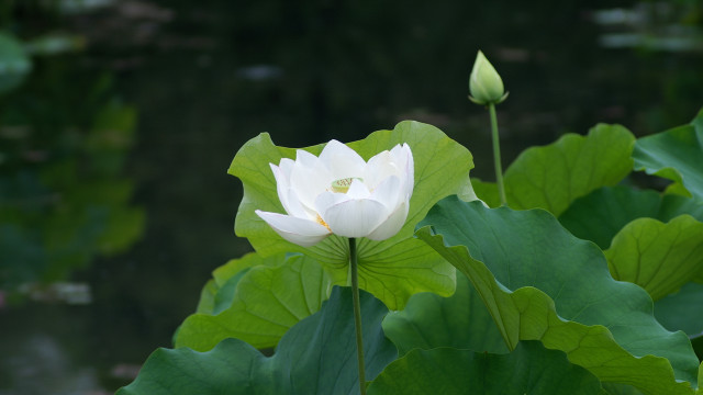 White flower lily pond nature free wallpaper - medium preview image