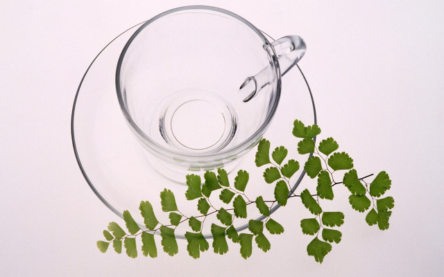 Glass bowl plant table ivy free wallpaper - medium preview image