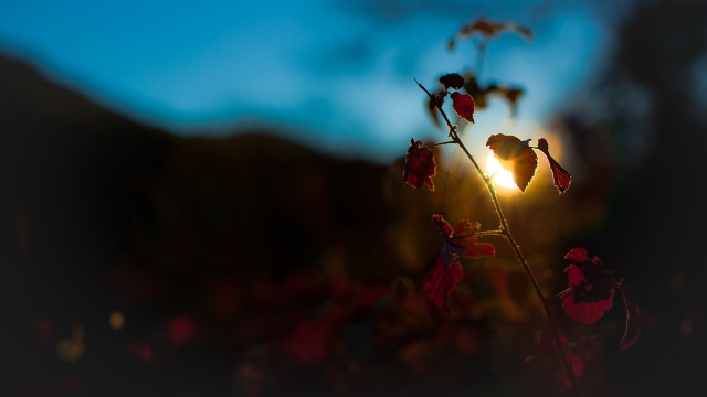 Flower sun blurry macro hair free wallpaper - medium preview image