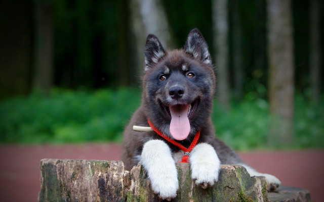Dog sitting stump shiba inu free wallpaper - medium preview image