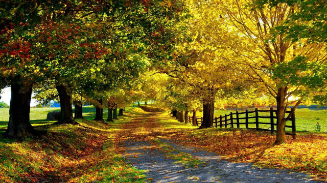Dirt road trees fall fence free wallpaper - medium preview image
