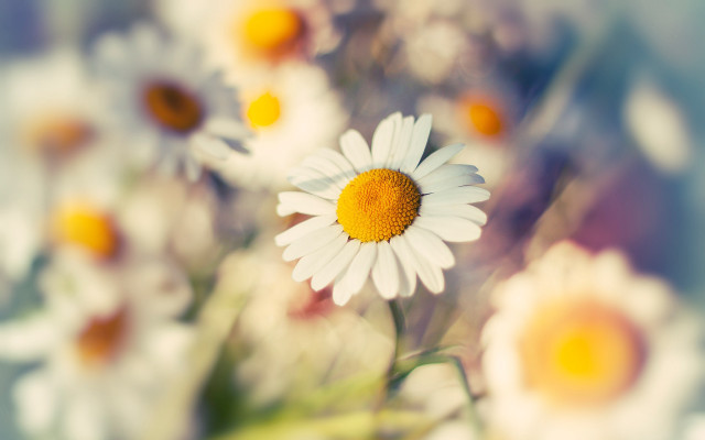 Flower closeup bokeh macro blurry free wallpaper - medium preview image