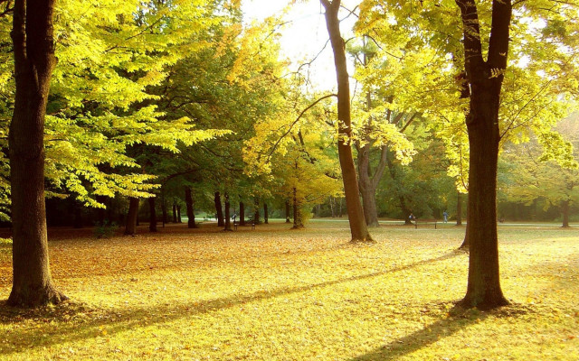 Autumn park bench falling leaves free wallpaper - medium preview image