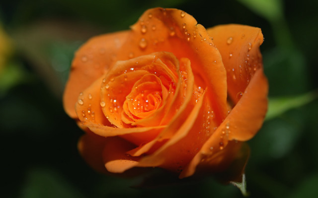 Yellow rose water droplets macro free wallpaper - medium preview image