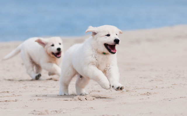 White puppies beach ocean impressionist free wallpaper - medium preview image