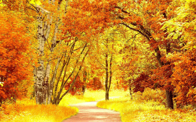 Forest fall leaves path impressionist free wallpaper - medium preview image