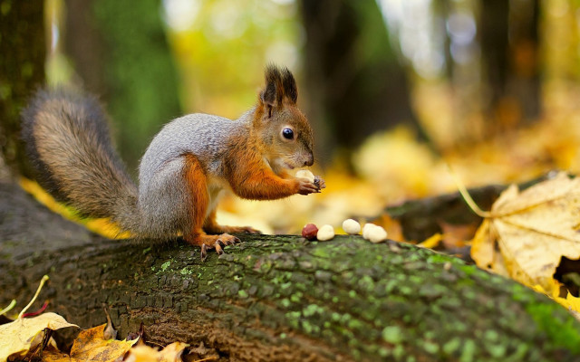 Squirrel eating nuts autumn woods free wallpaper - medium preview image