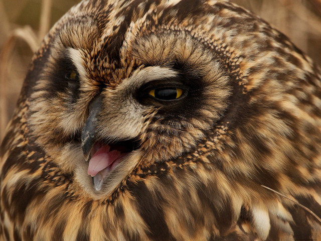 Owl open mouth tongue out free wallpaper - medium preview image