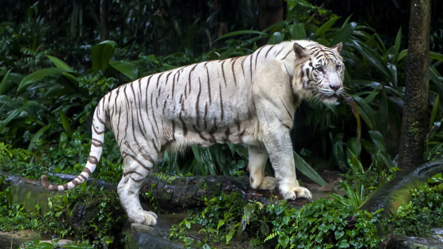 White tiger forest bush log free wallpaper - medium preview image
