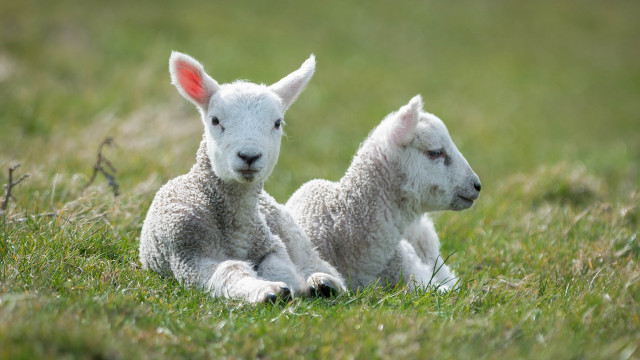 Lambs field nature blurry depth free wallpaper - medium preview image