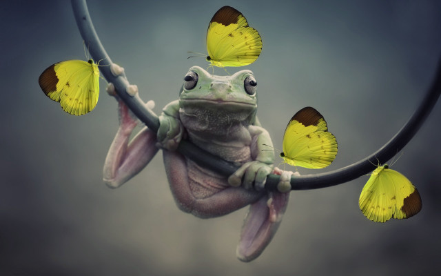 Frog butterflies branch insect colorized free wallpaper - medium preview image