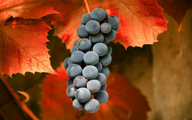 Grape vine leaves maple umbrella free wallpaper - medium preview image