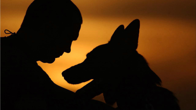 Silhouette dog lap sunset romantic free wallpaper - medium preview image