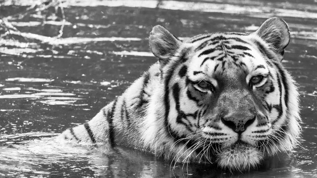 Tiger swimming water head above free wallpaper - medium preview image
