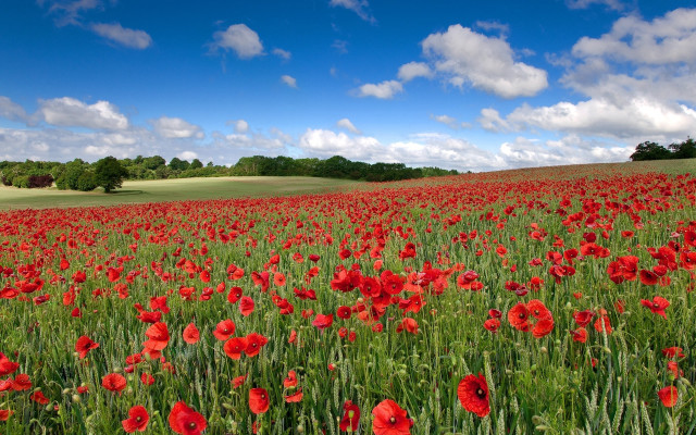 Red flower field blue sky #3 free wallpaper - medium preview image