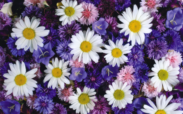 Purple white flower field bouquet free wallpaper - medium preview image