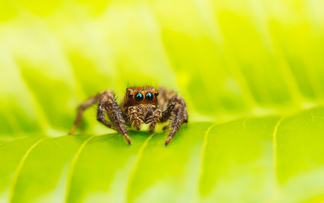 Spider blueeyes greenleaf macro naturalism free wallpaper - medium preview image