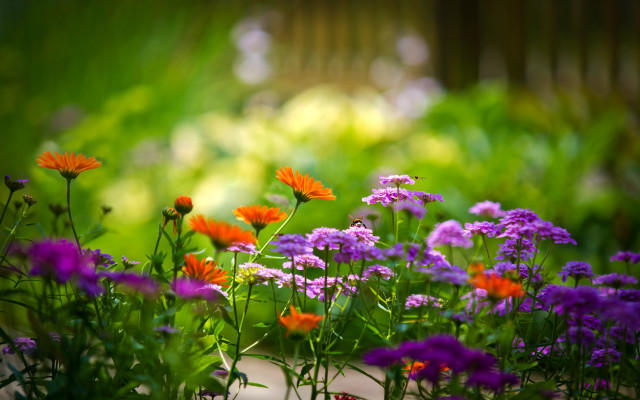 Garden purple orange flower field free wallpaper - medium preview image